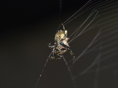 Wagneriana