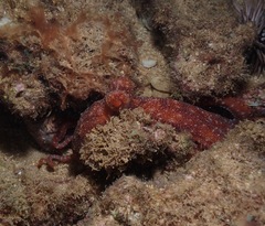 Callistoctopus luteus