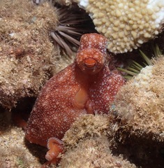 Callistoctopus luteus