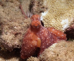 Callistoctopus luteus