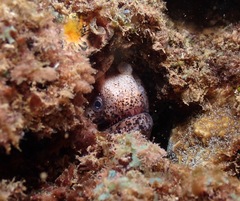 Uropterygius polyspilus