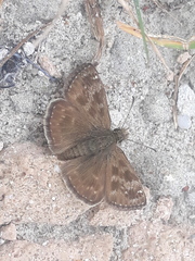 Erynnis tages
