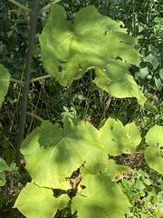 Paulownia tomentosa