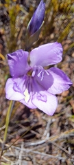 Gladiolus inflatus