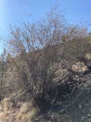 Amelanchier cusickii