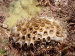 Palythoa tuberculosa