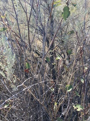 Amelanchier cusickii