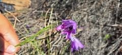Gladiolus inflatus
