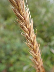 Elymus