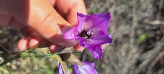 Gladiolus inflatus
