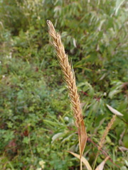 Elymus