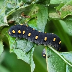 Tenthredo marginella