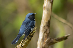 Setophaga caerulescens cairnsi