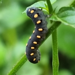 Tenthredo marginella
