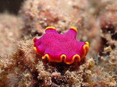 Pseudoceros ferrugineus