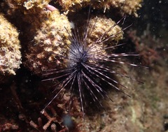 Euechinoidea