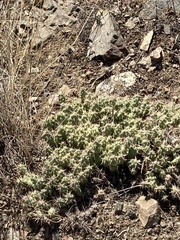 Opuntia fragilis