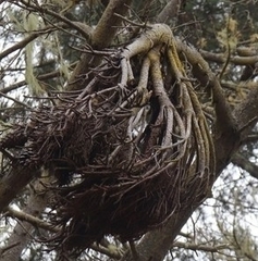 Elytroderma deformans