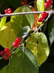 Lucilia coeruleiviridis