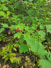 Viburnum