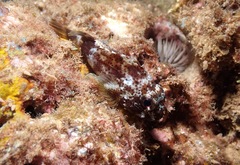 Scorpaenidae
