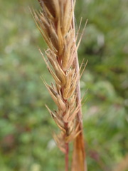 Elymus