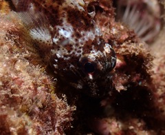 Scorpaenidae
