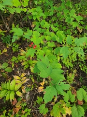 Viburnum