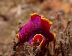 Pseudoceros ferrugineus