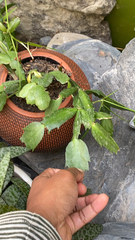 Schlumbergera truncata