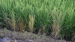 Oryza sativa
