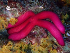 Ophidiaster ophidianus