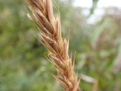 Elymus