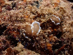Glossodoris rufomarginata
