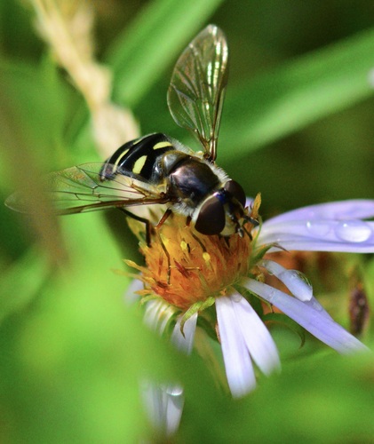 Bare-winged Aphideater photo 5