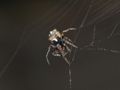 Wagneriana