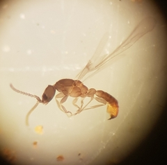 Leptanilla