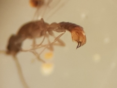 Leptanilla