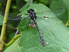 Stylurus notatus