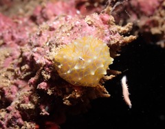 Halgerda terramtuentis