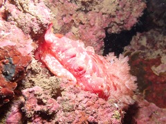Hexabranchus