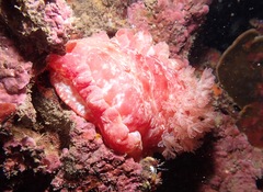 Hexabranchus
