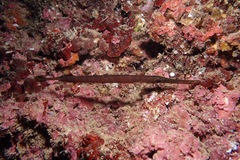 Aulostomus chinensis