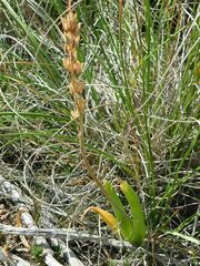 Bulbine praemorsa