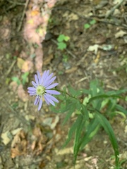 Symphyotrichum retroflexum