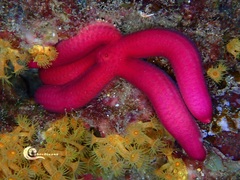 Ophidiaster ophidianus