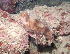 Dolabella auricularia
