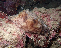 Dolabella auricularia