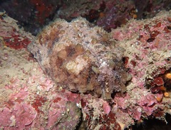 Dolabella auricularia