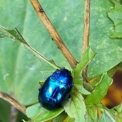 Chrysolina coerulans